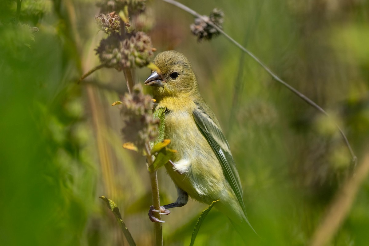 Lesser Goldfinch - ML641415311