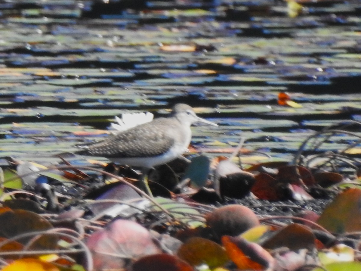 Solitary Sandpiper - ML641415330