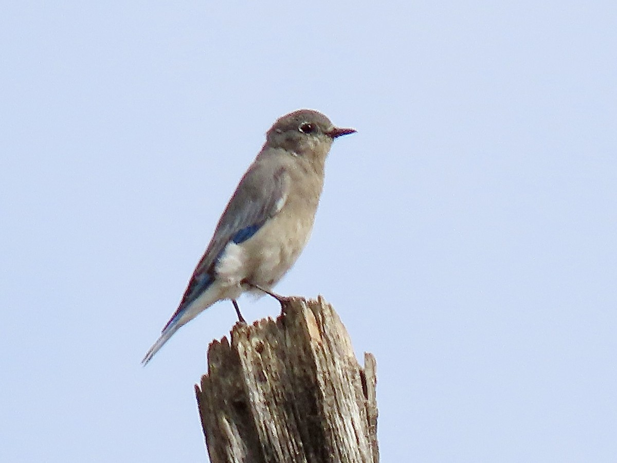 Mountain Bluebird - ML641415348