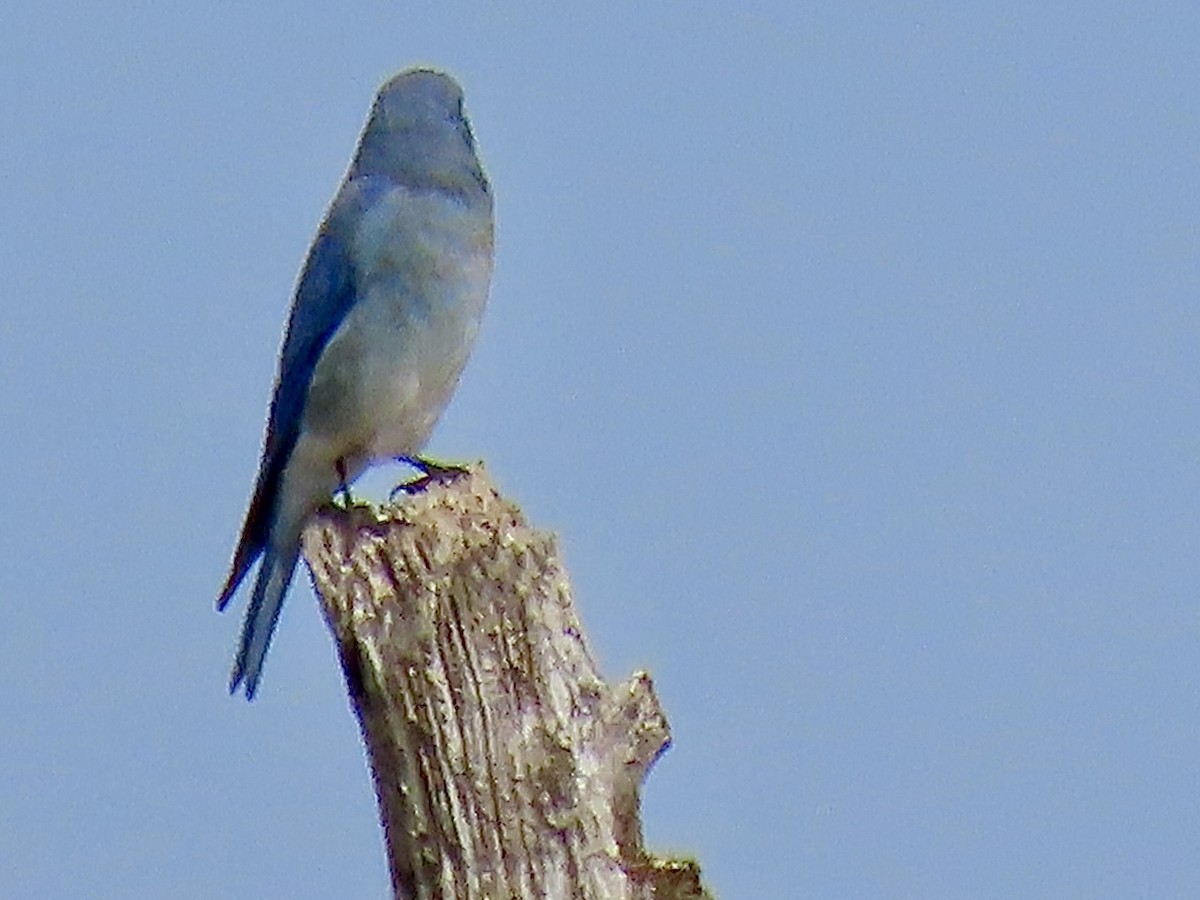 Mountain Bluebird - ML641415349