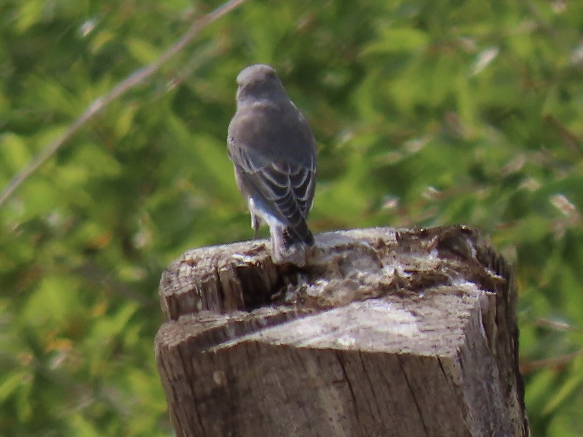 Mountain Bluebird - ML641415350