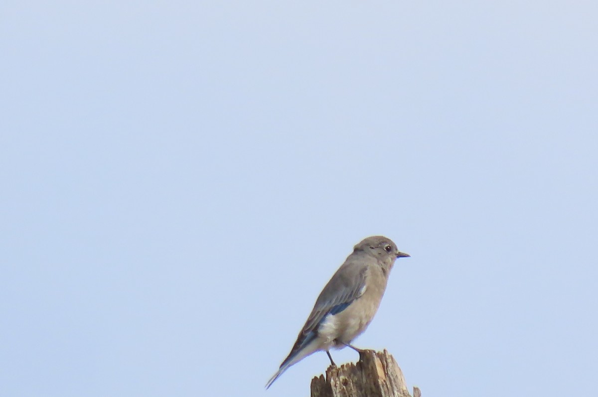 Mountain Bluebird - ML641415351