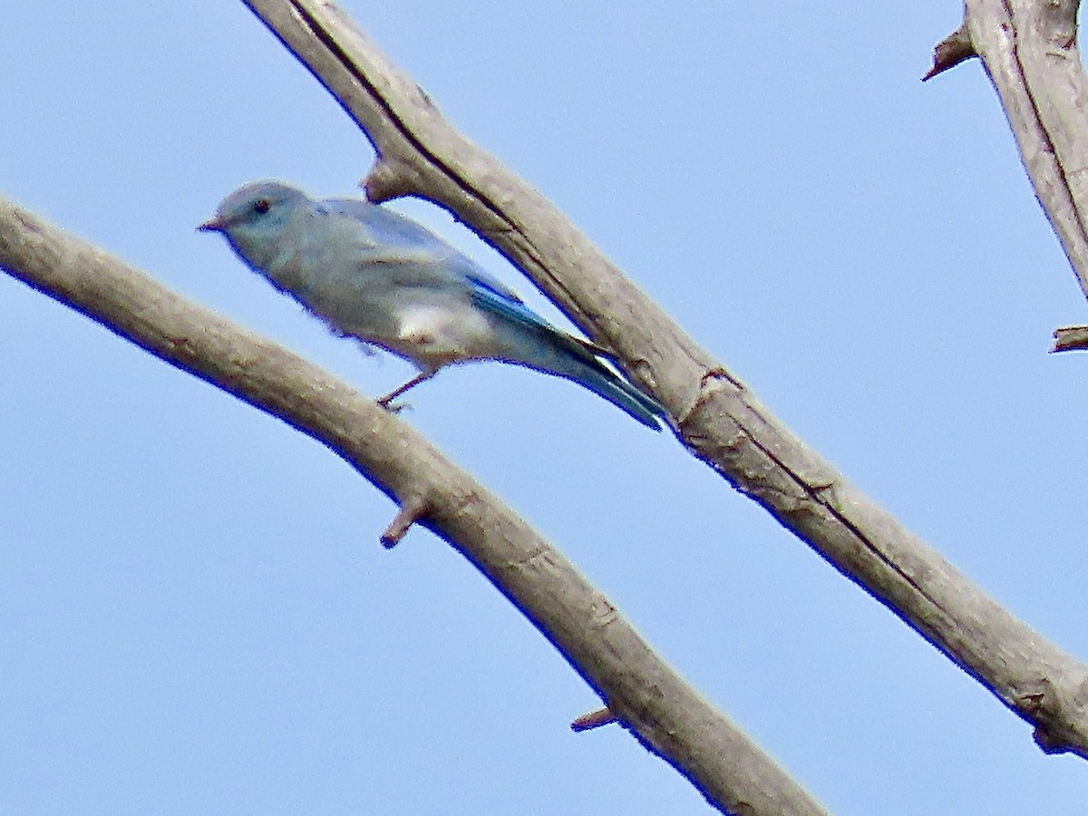 Mountain Bluebird - ML641415352