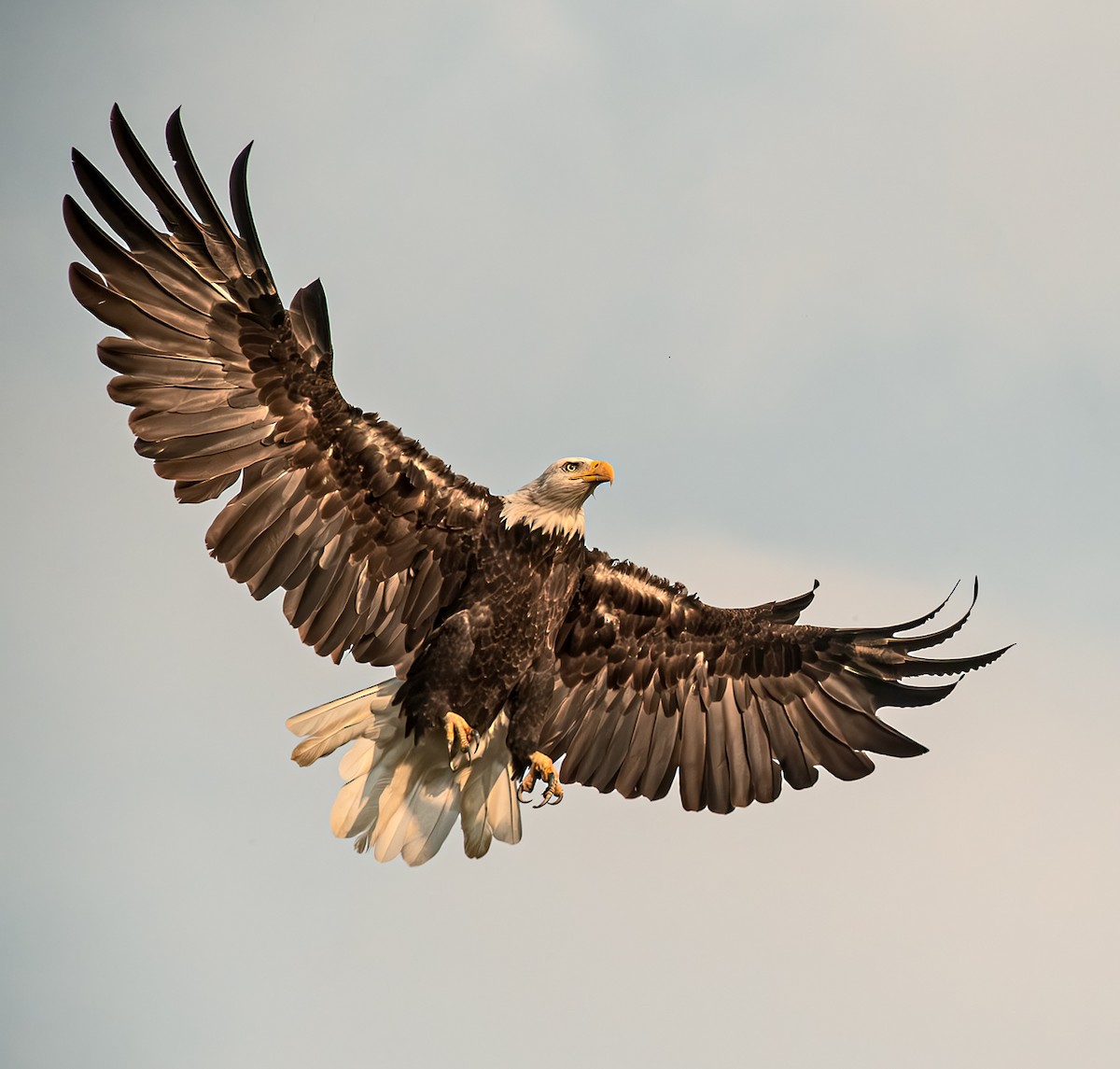 Bald Eagle - ML641415353