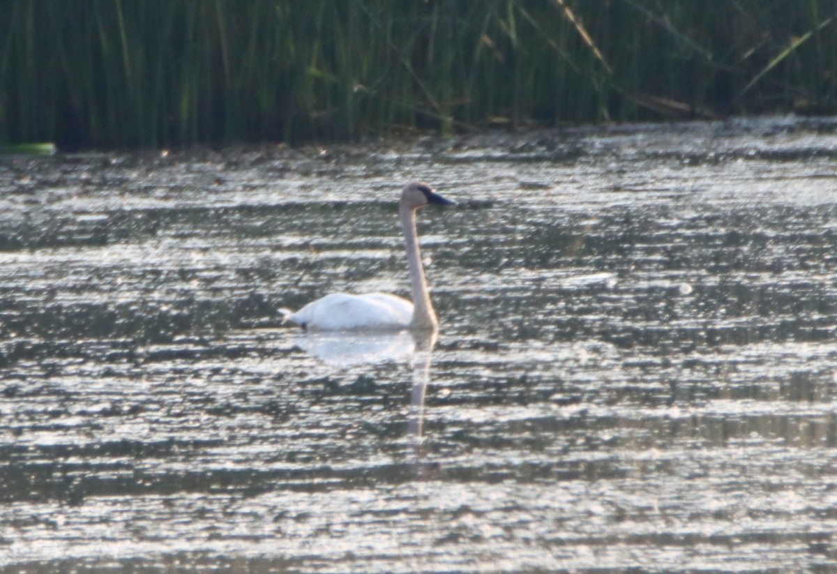 Trumpeter Swan - ML641415373