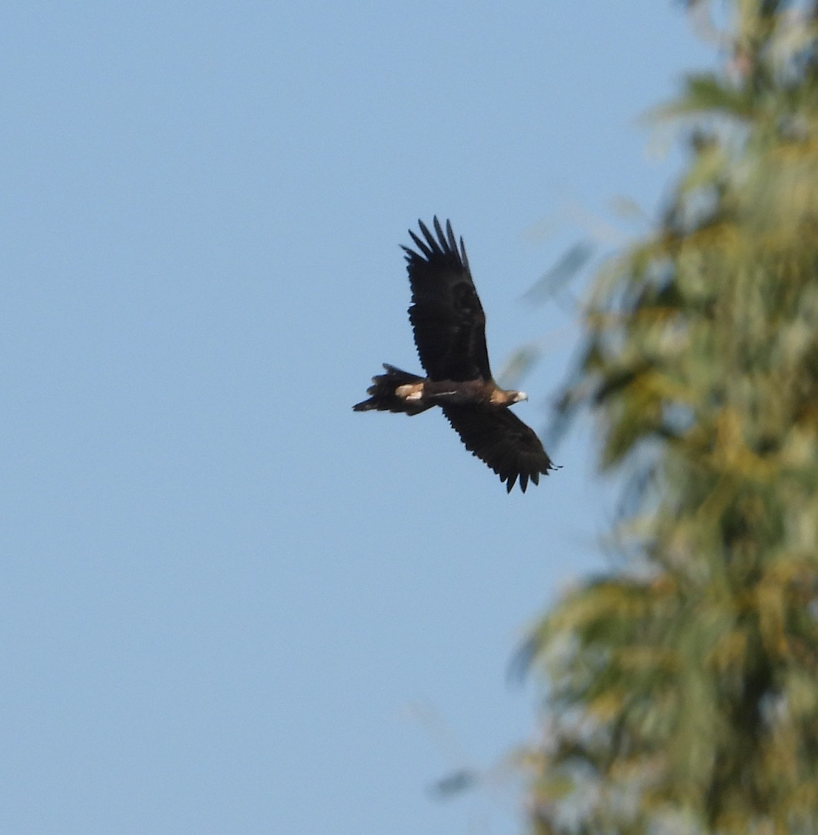 Aigle d'Australie - ML641415382
