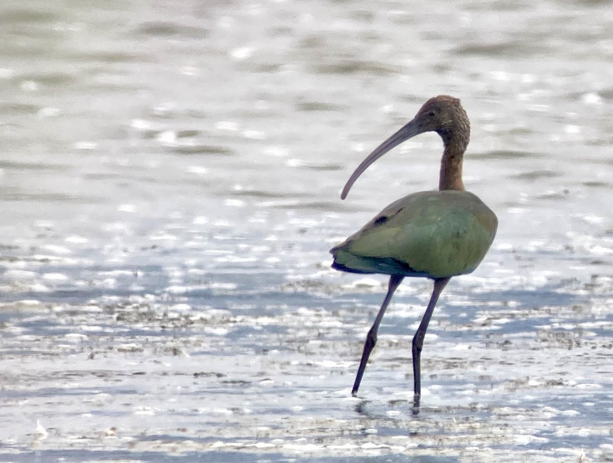 White-faced Ibis - ML641415516