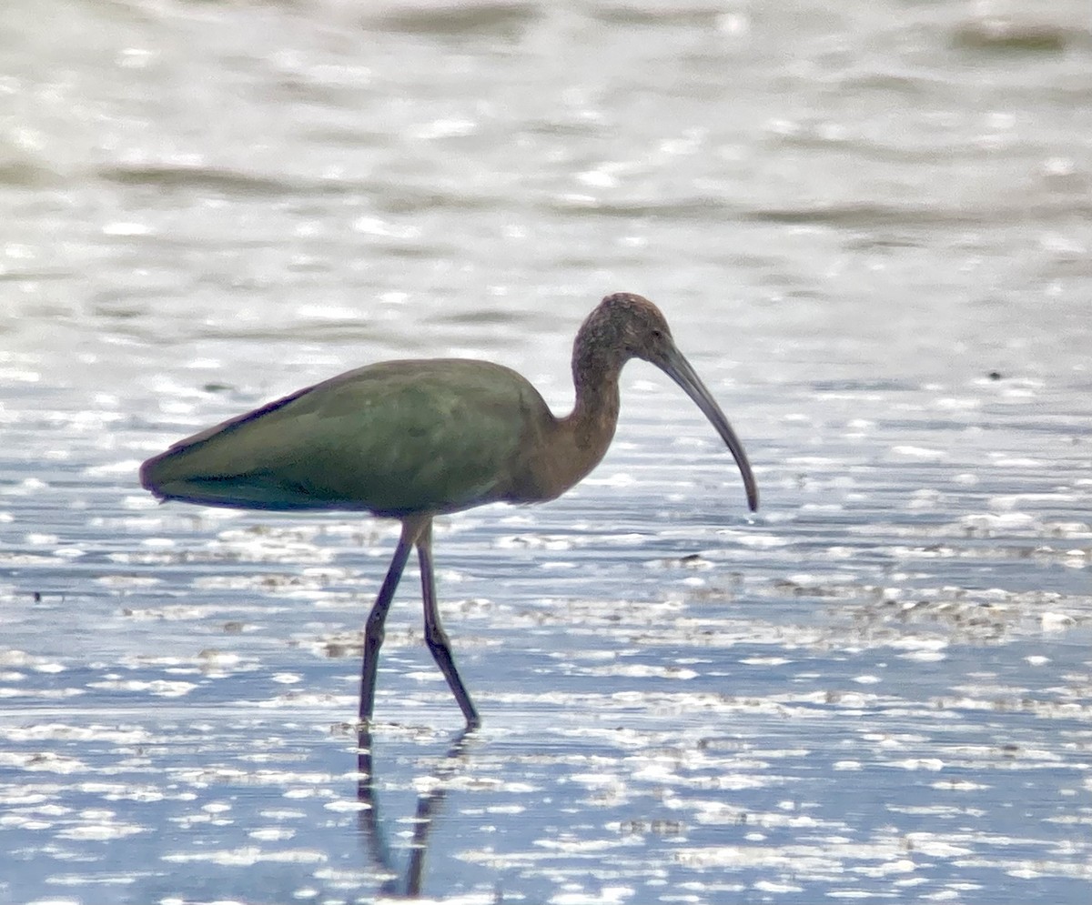 White-faced Ibis - ML641415518
