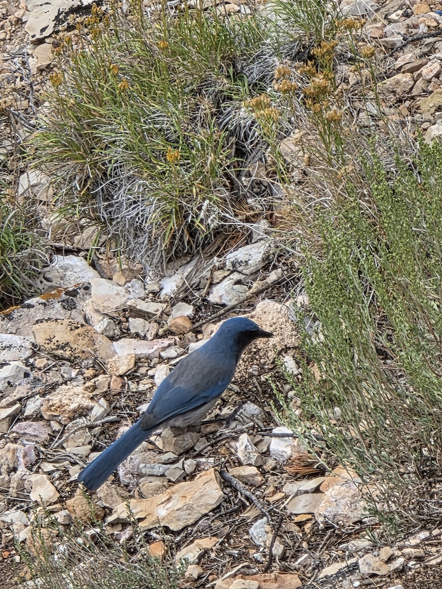 Woodhouse's Scrub-Jay - ML641415533