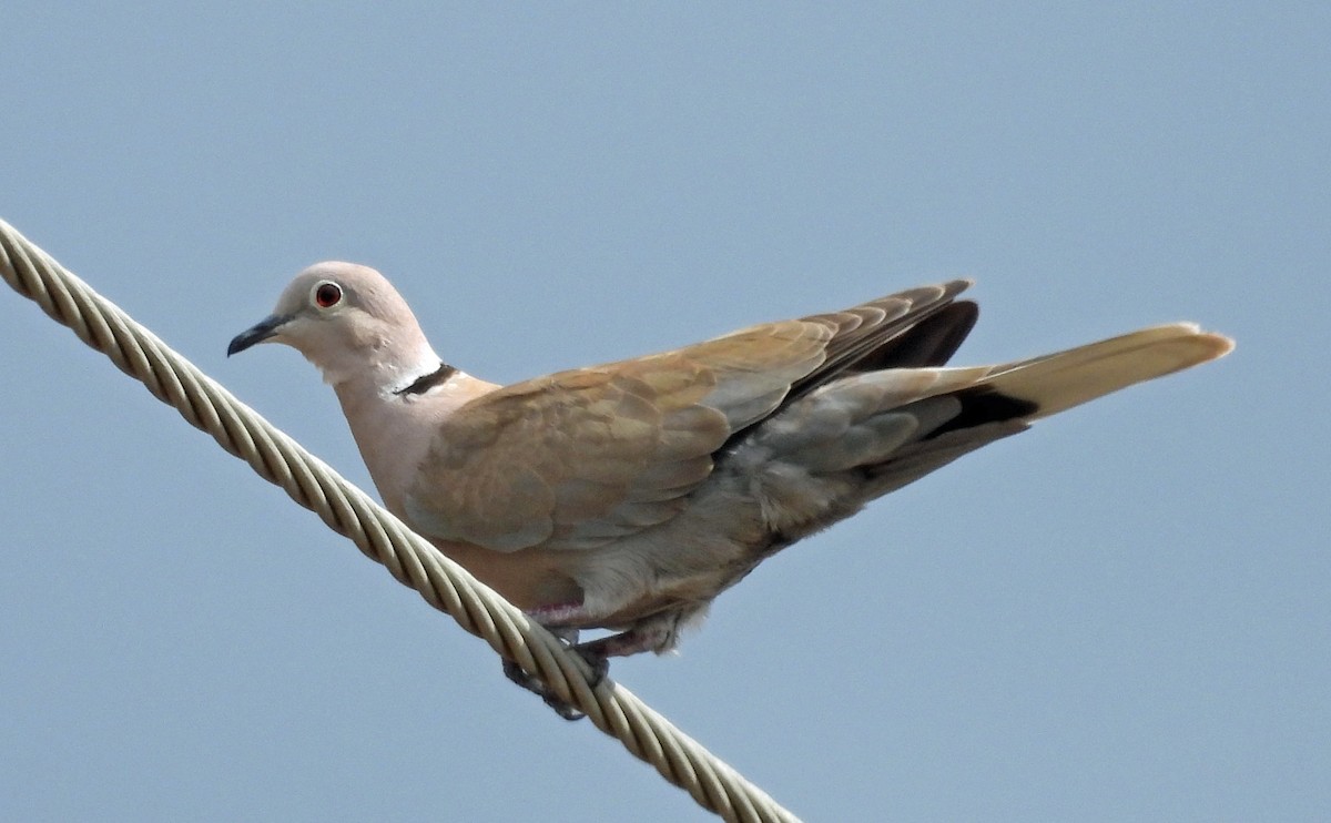 Eurasian Collared-Dove - ML641415555