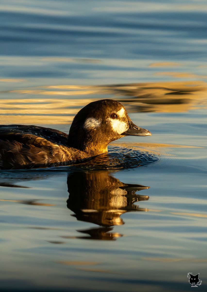 Harlequin Duck - ML641415558