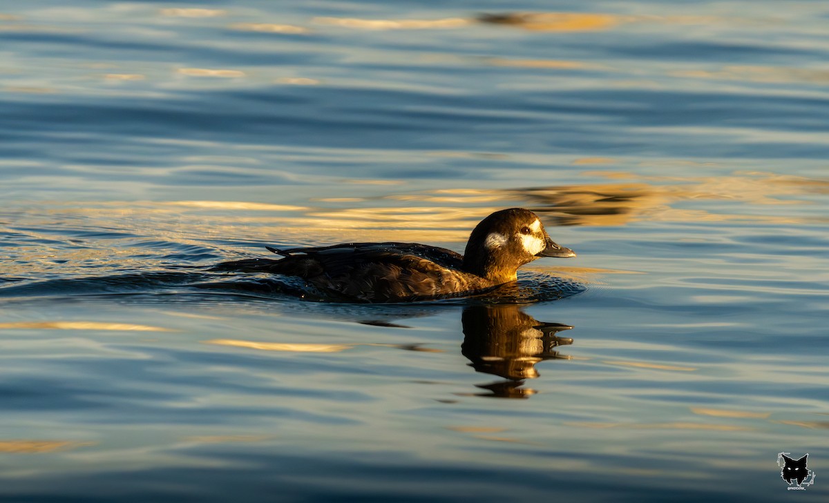 Harlequin Duck - ML641415559
