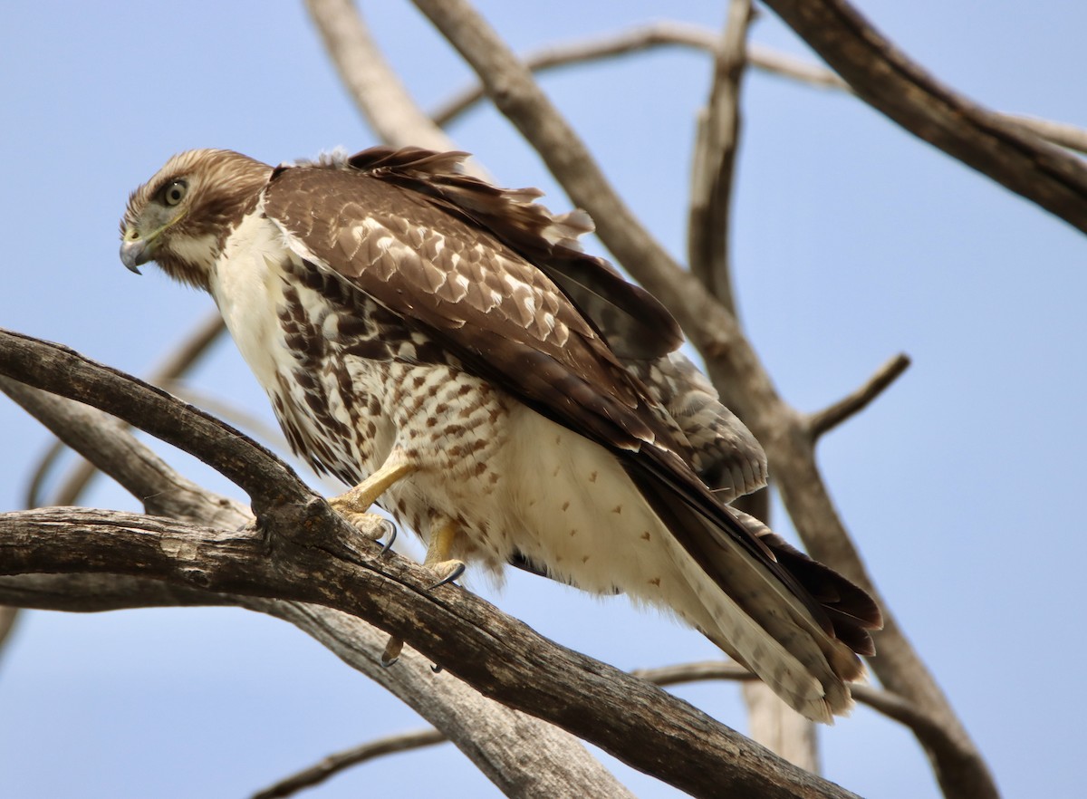 Red-tailed Hawk - ML641415565
