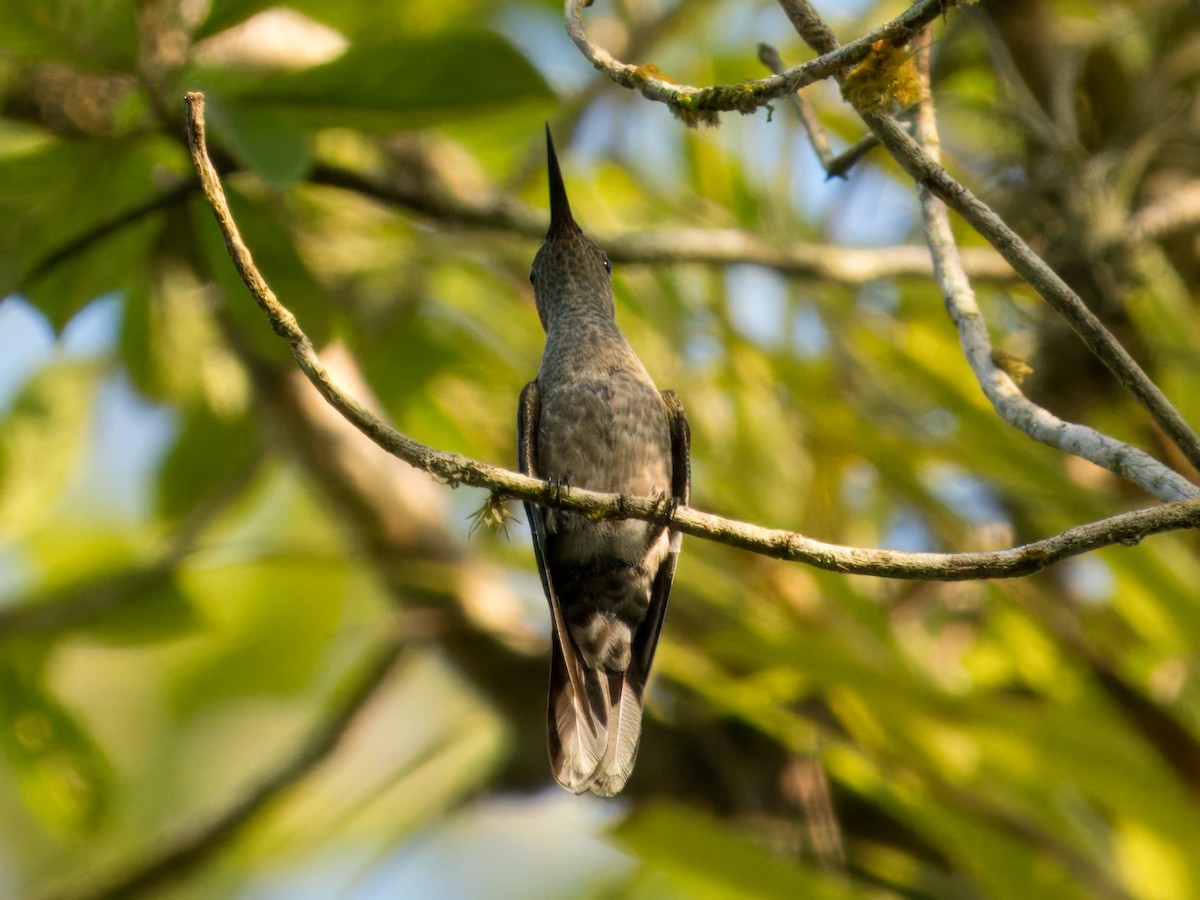 Scaly-breasted Hummingbird - ML641415569
