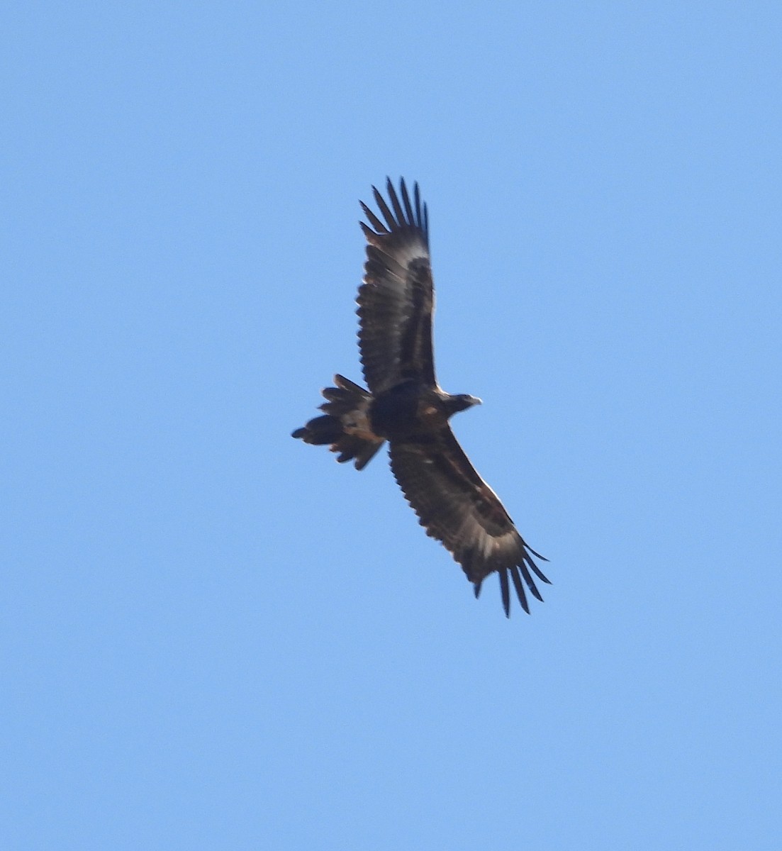 Aigle d'Australie - ML641415573