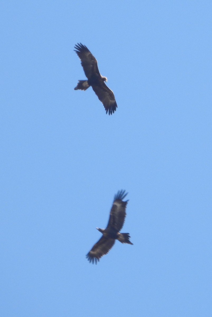 Aigle d'Australie - ML641415574
