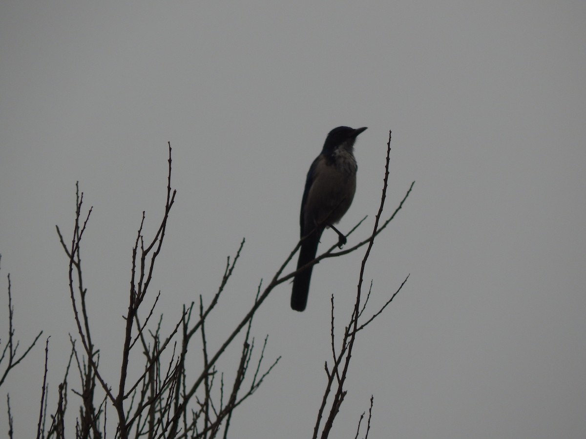 Island Scrub-Jay - ML641415598