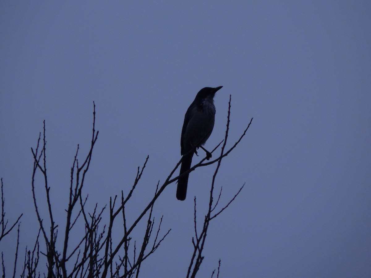 Island Scrub-Jay - ML641415599