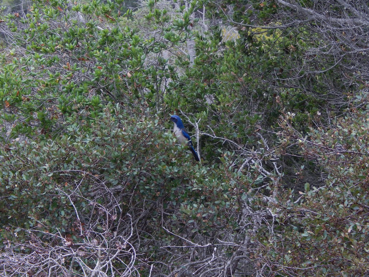Island Scrub-Jay - ML641415600