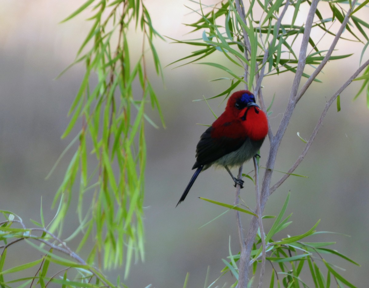 Karmesinnektarvogel - ML641415622