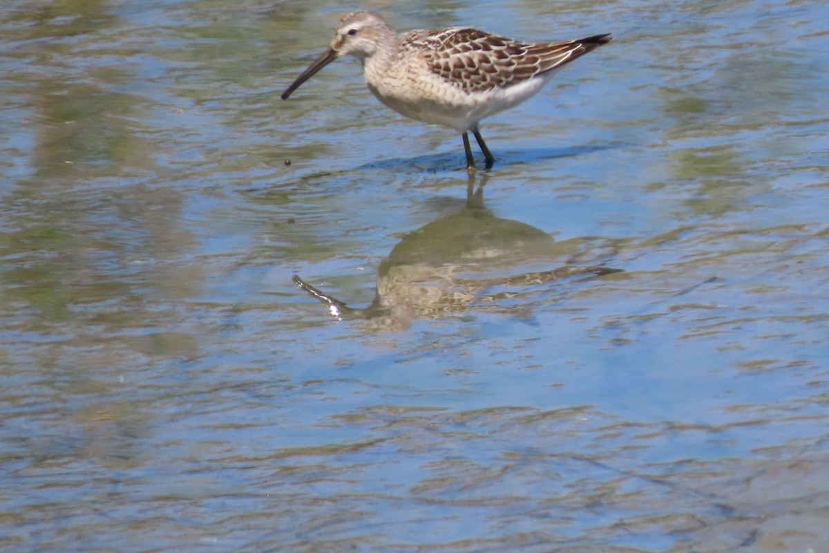 Stilt Sandpiper - ML641415625