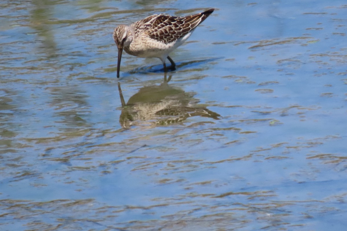 Stilt Sandpiper - ML641415626