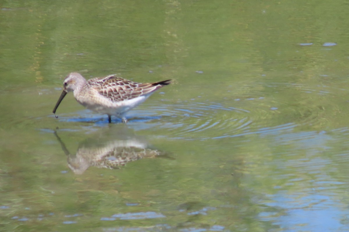 Stilt Sandpiper - ML641415627