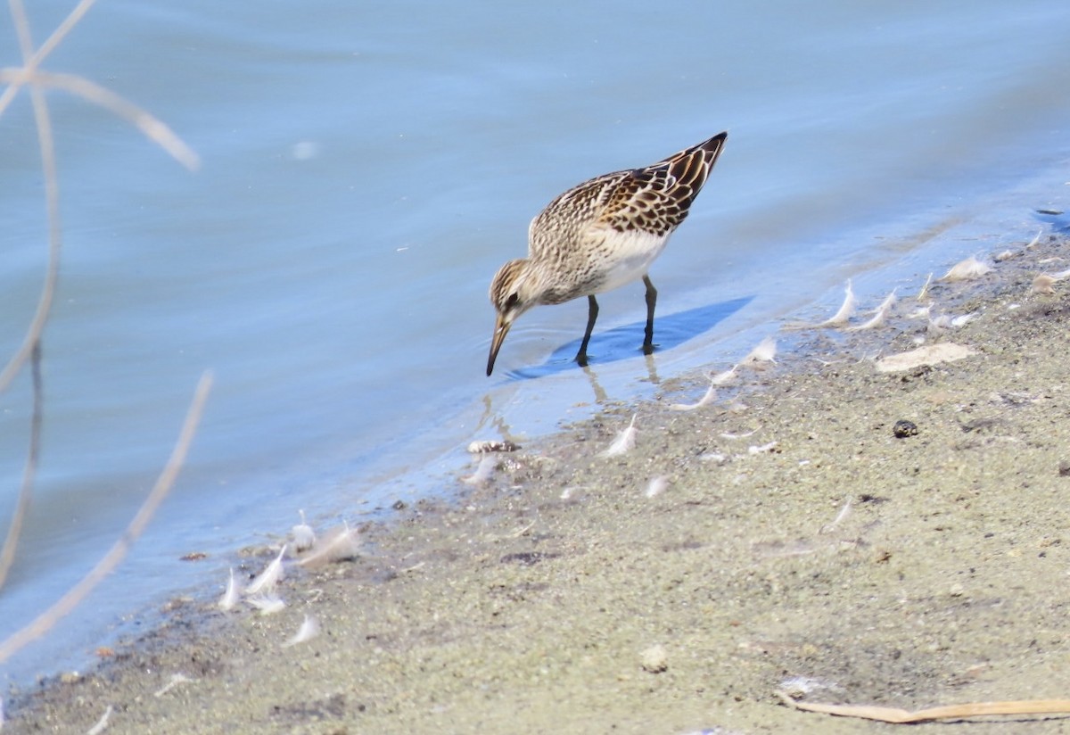 Pectoral Sandpiper - ML641415680