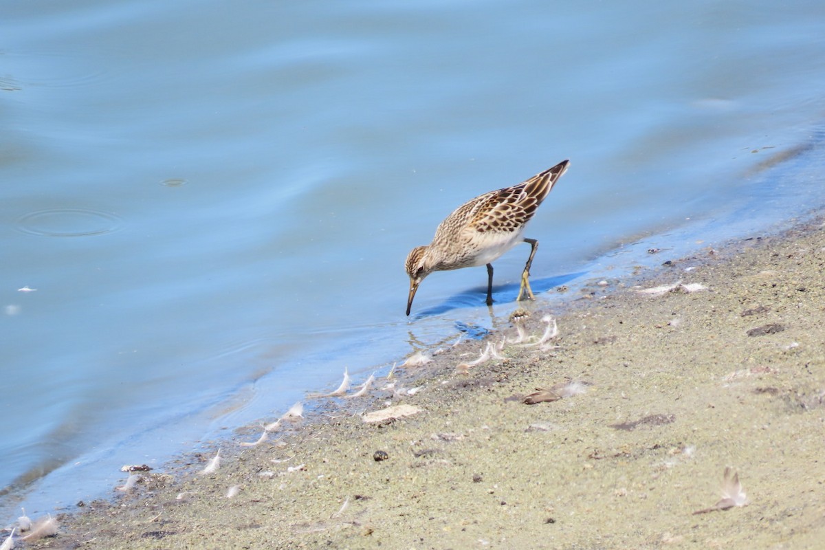 Pectoral Sandpiper - ML641415681