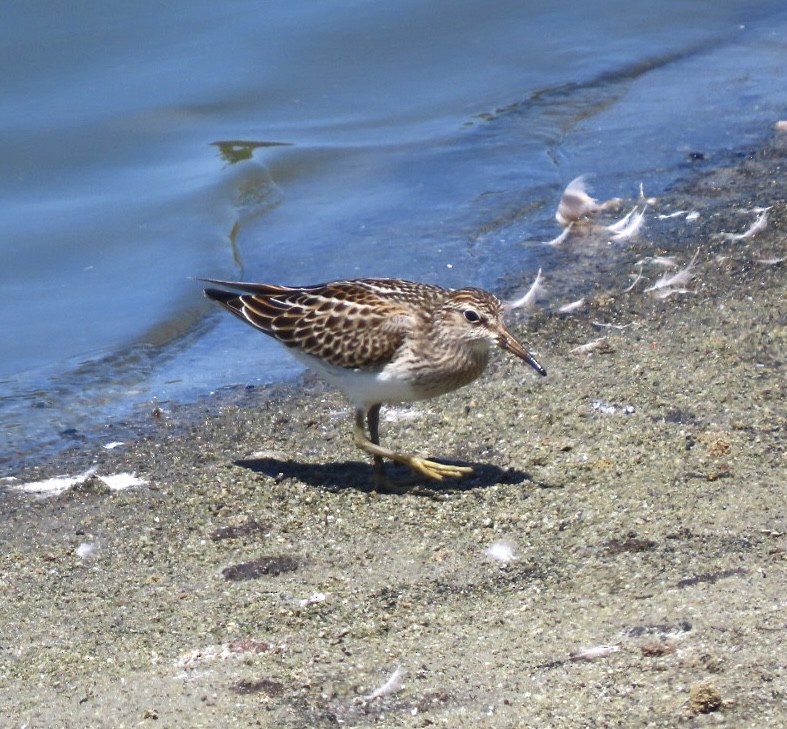 Pectoral Sandpiper - ML641415682
