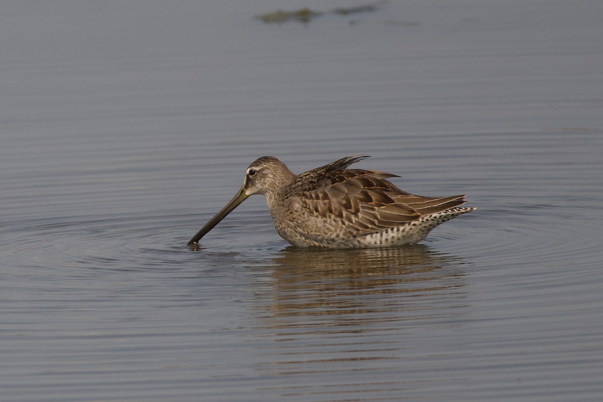 langnebbekkasinsnipe - ML641415698