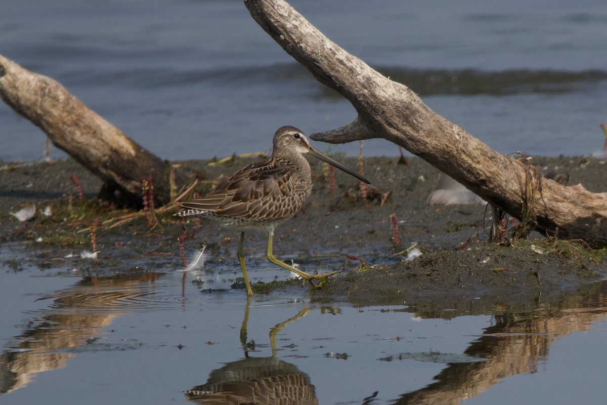 langnebbekkasinsnipe - ML641415701
