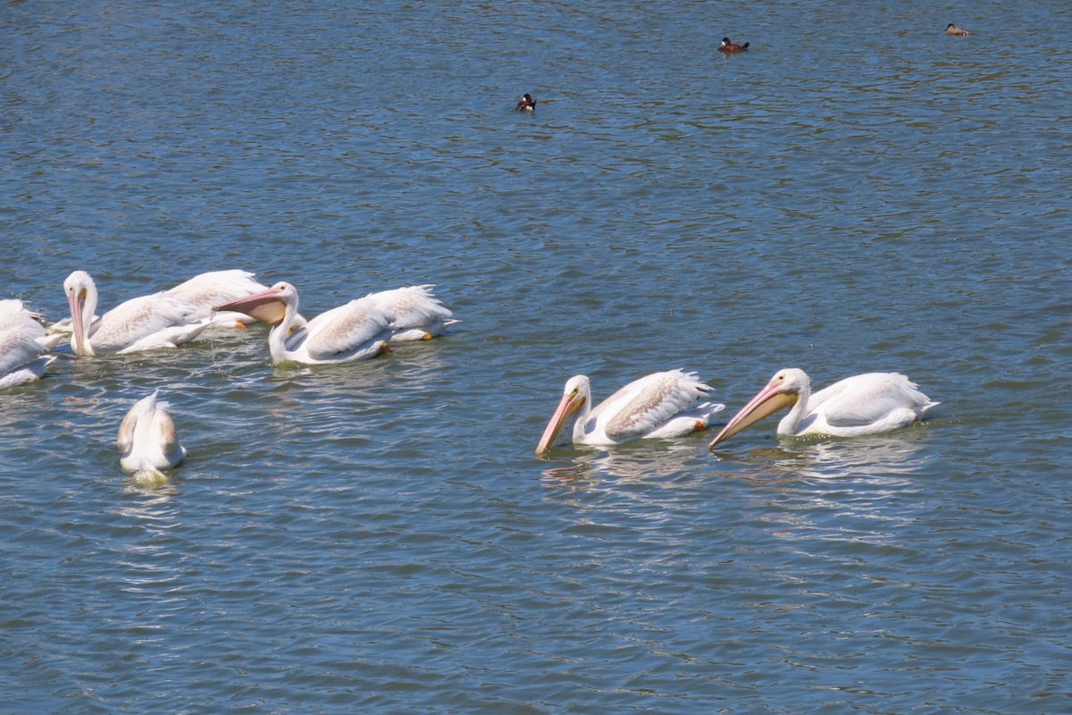 American White Pelican - ML641415724