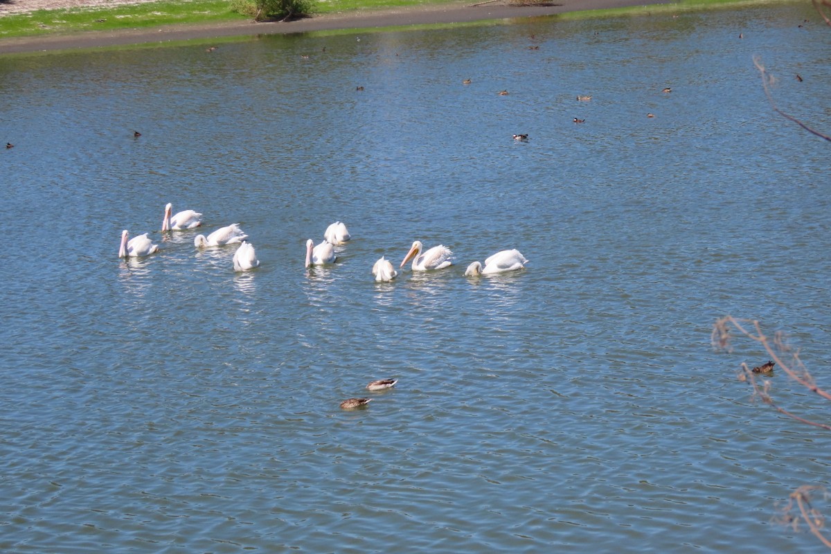 American White Pelican - ML641415725