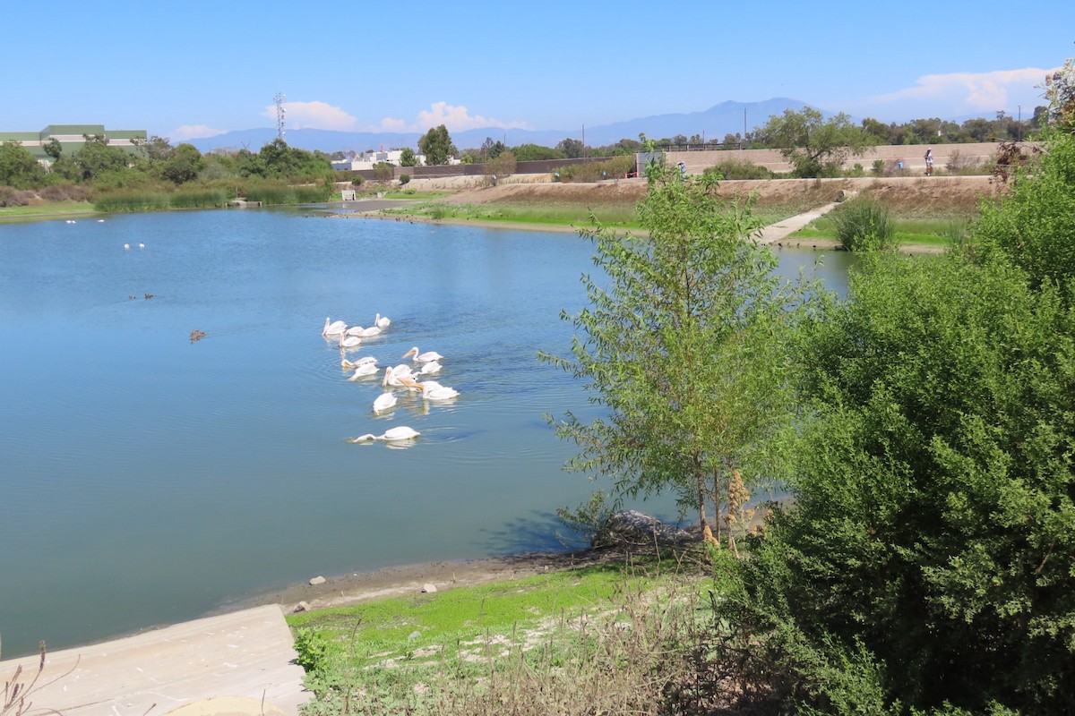 American White Pelican - ML641415726