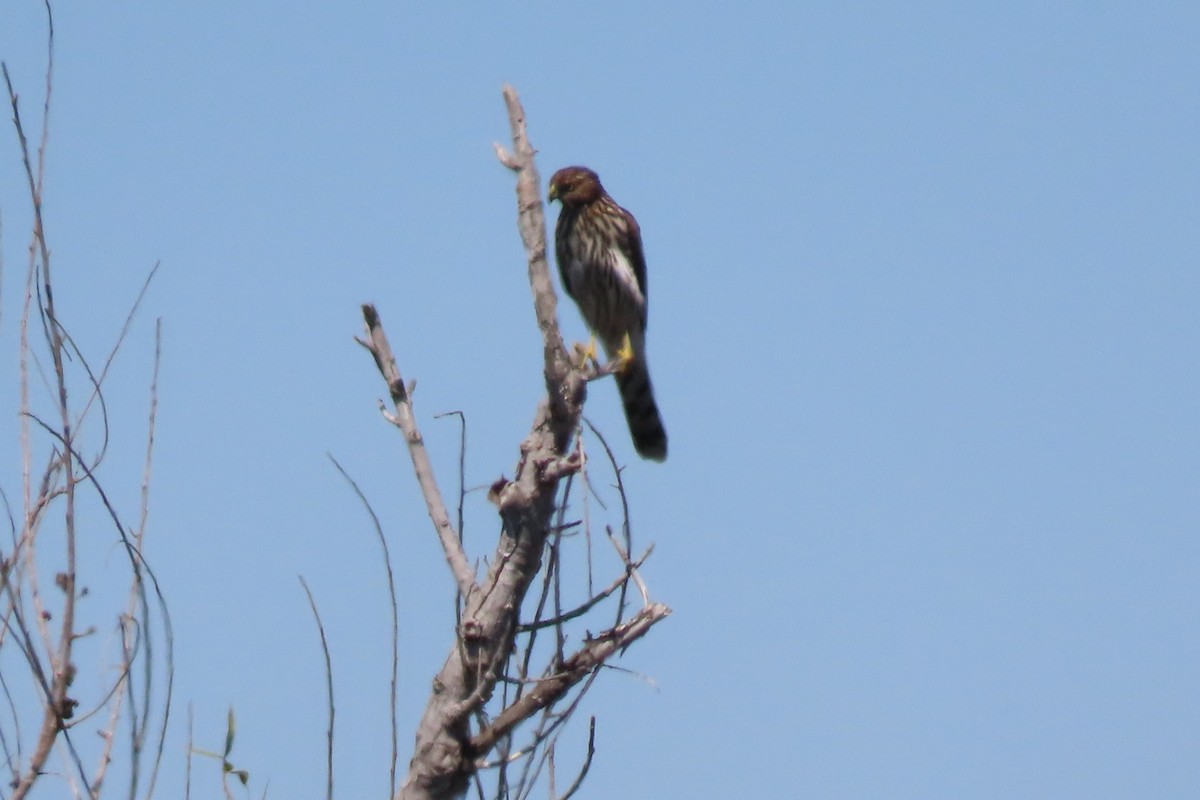 Cooper's Hawk - ML641415744