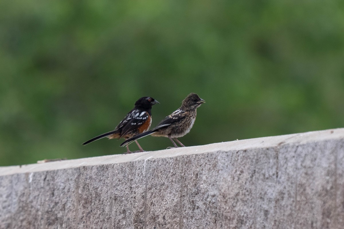 Spotted Towhee - ML641415751