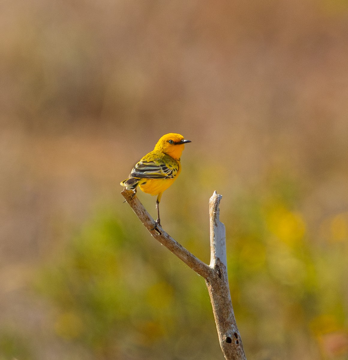 Yellow Chat - ML641415755