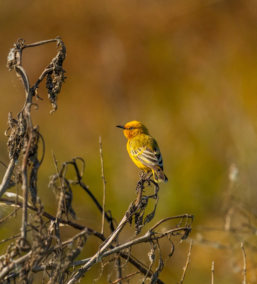 Yellow Chat - ML641415756