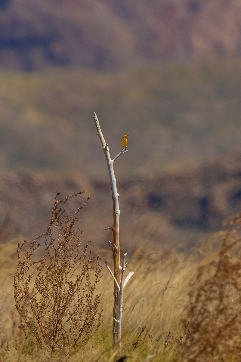 Yellow Chat - ML641415757
