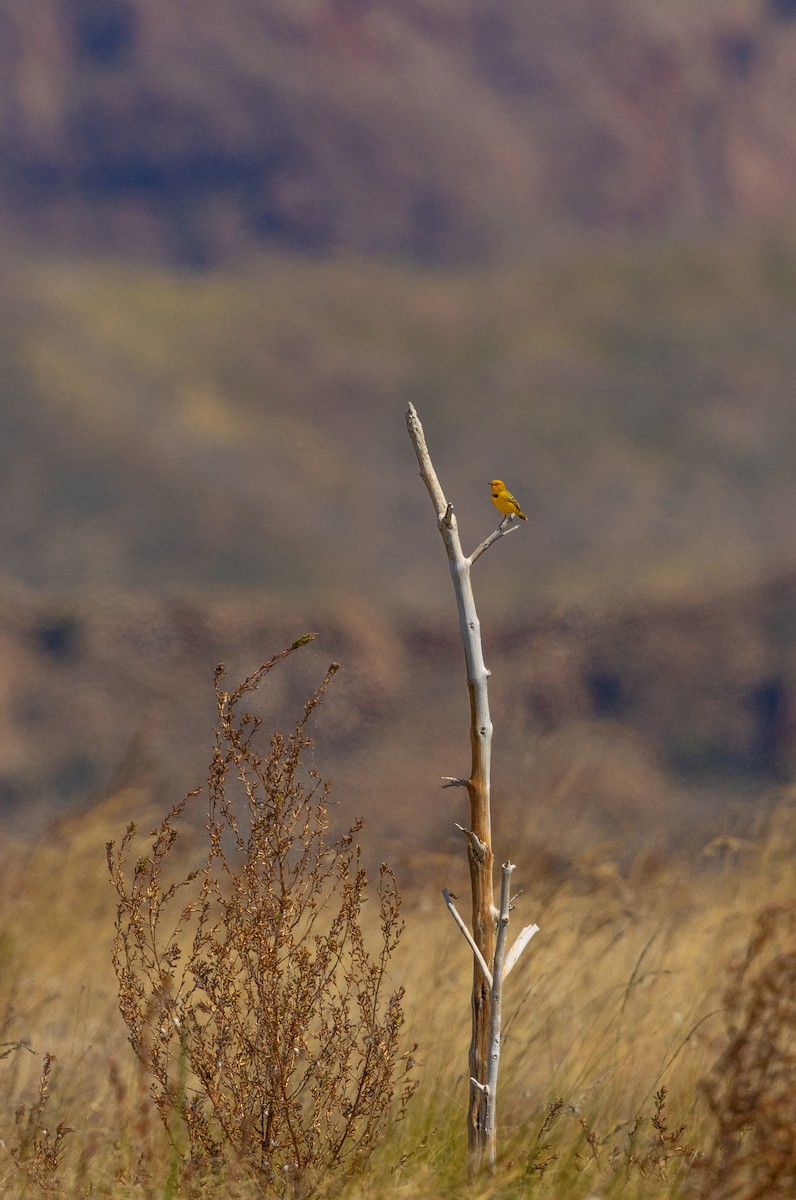 Yellow Chat - ML641415758