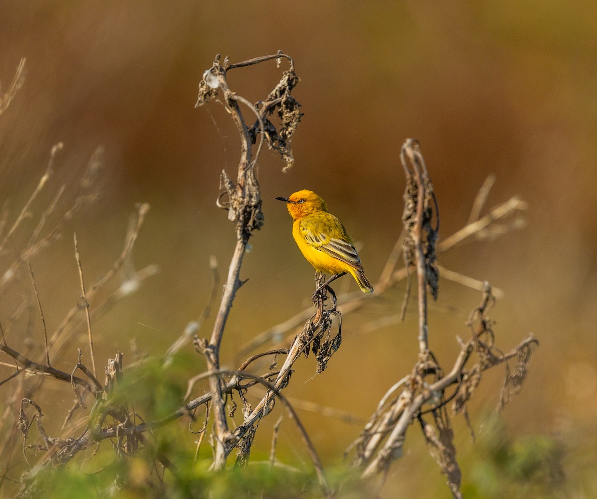Yellow Chat - ML641415759