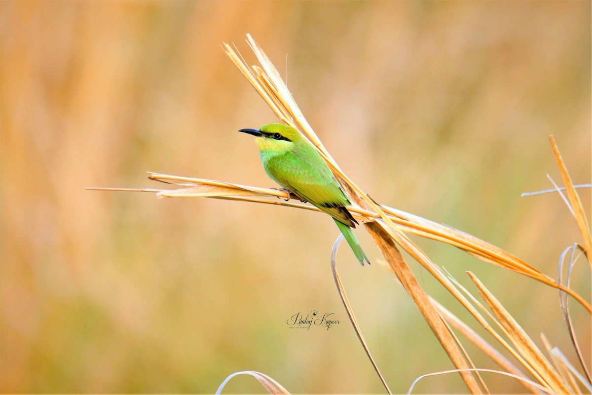 Asian Green Bee-eater - ML641415761