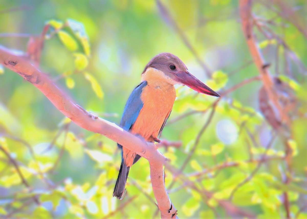 Stork-billed Kingfisher - ML641415777