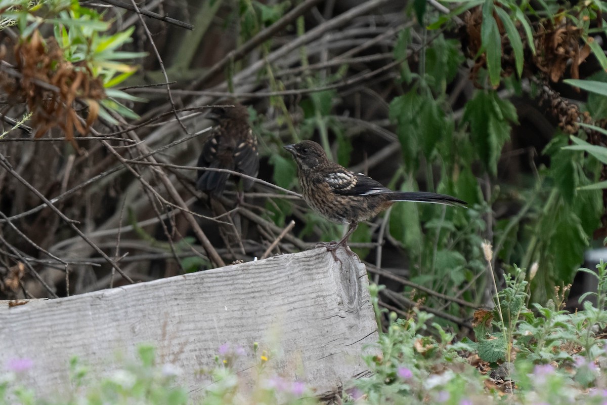 Spotted Towhee - ML641415787
