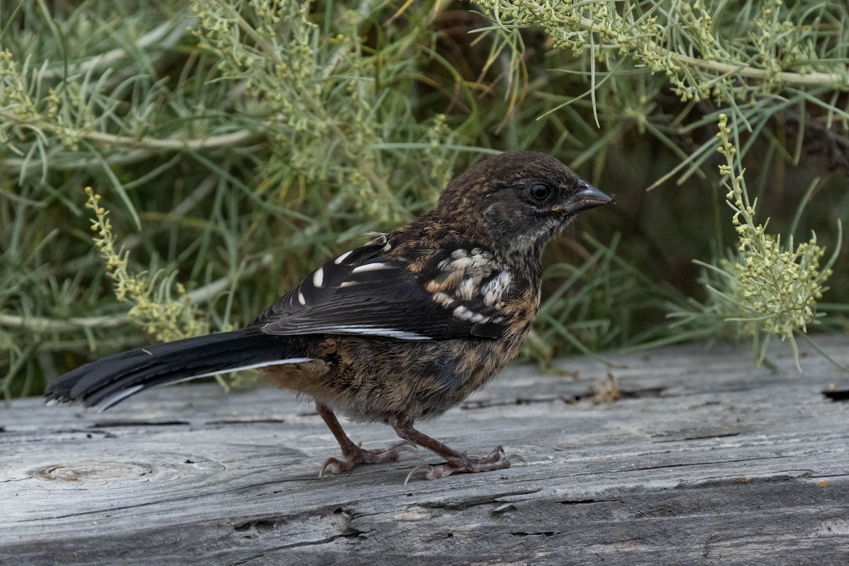 Spotted Towhee - ML641415796