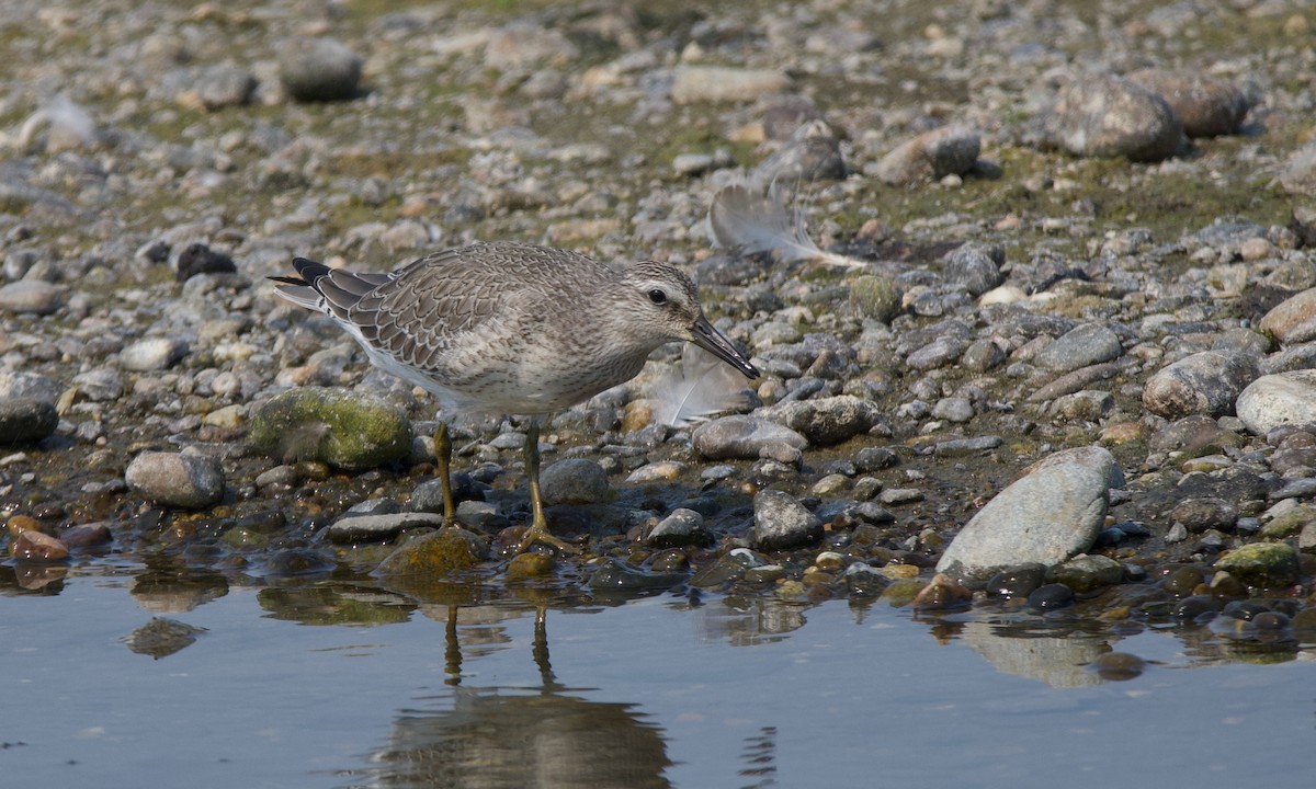 Red Knot - ML641415807