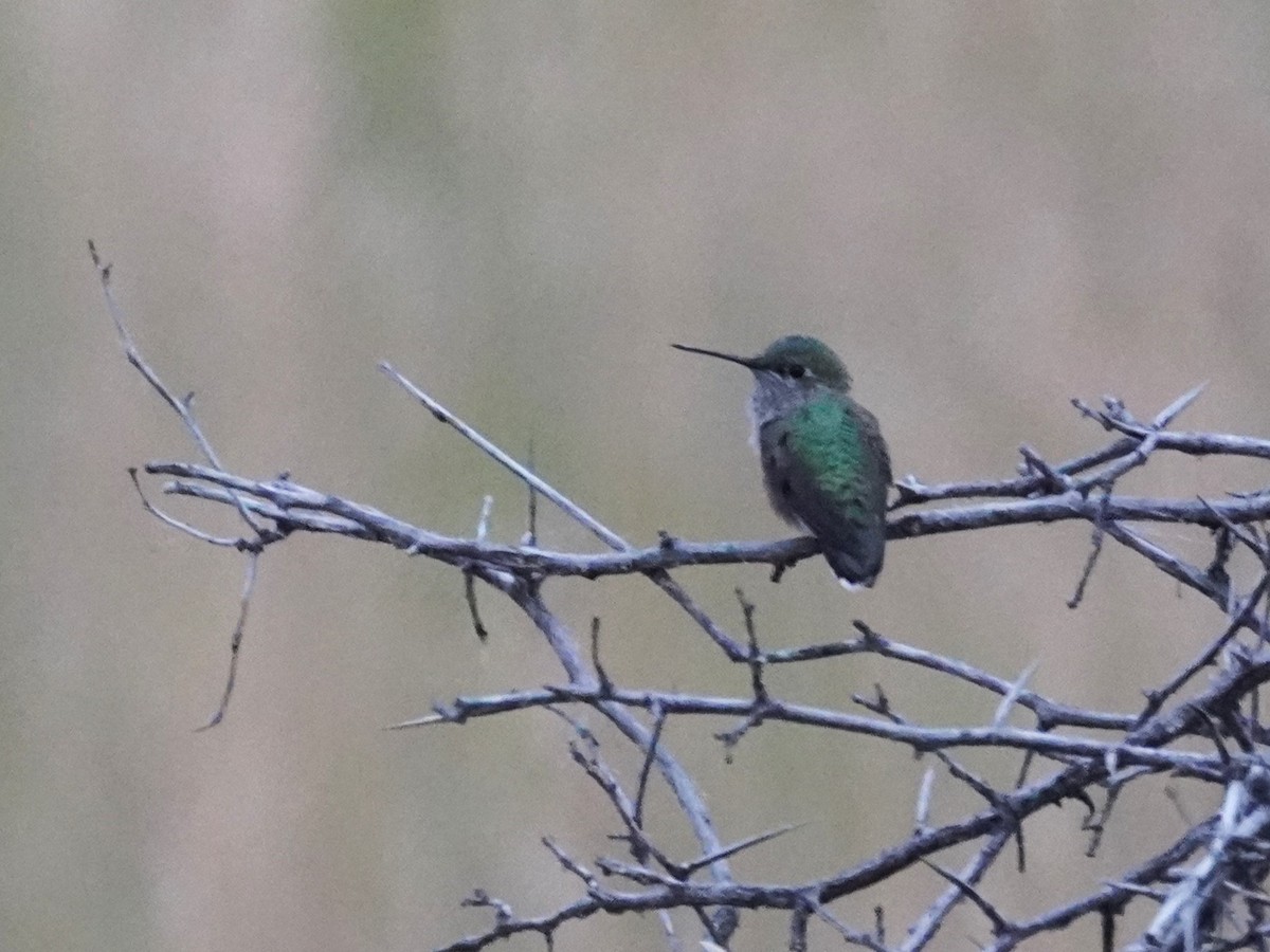 Broad-tailed Hummingbird - ML641415809