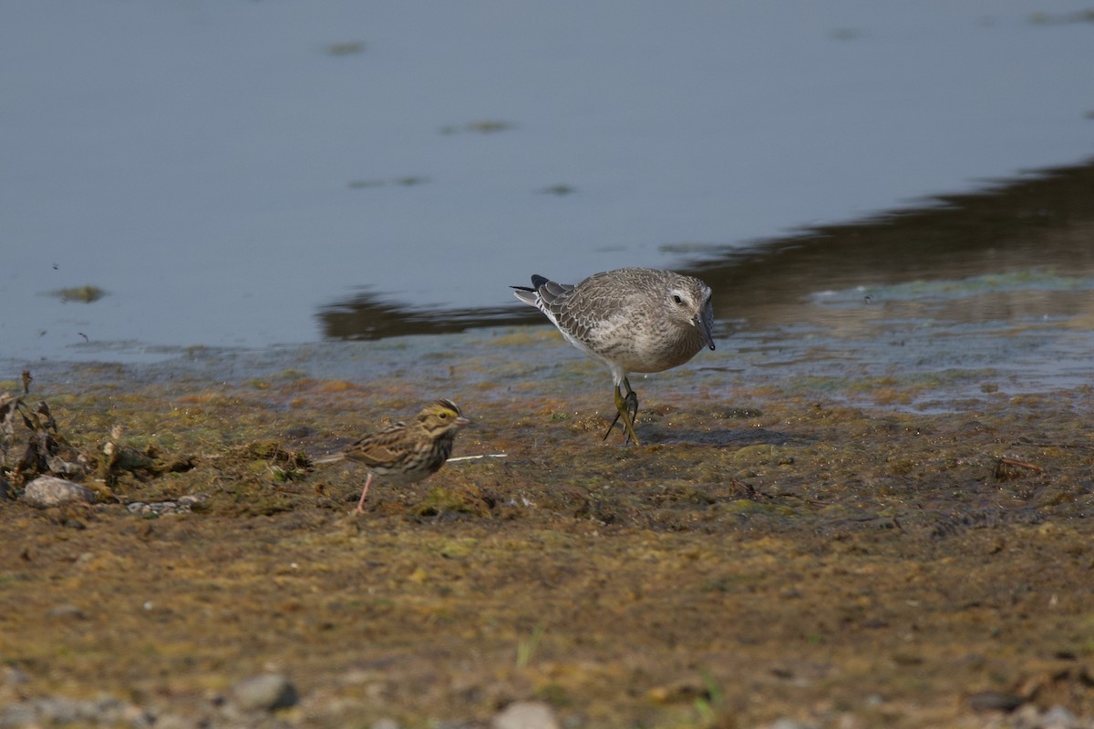 Red Knot - ML641415810