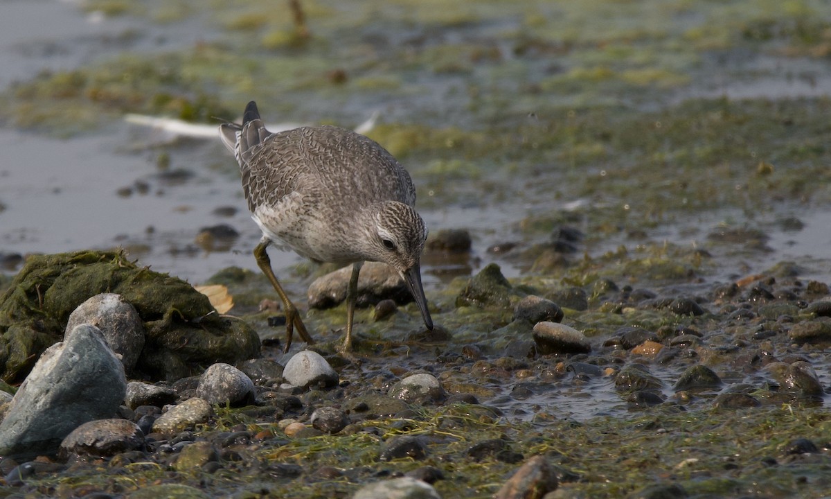 Red Knot - ML641415816